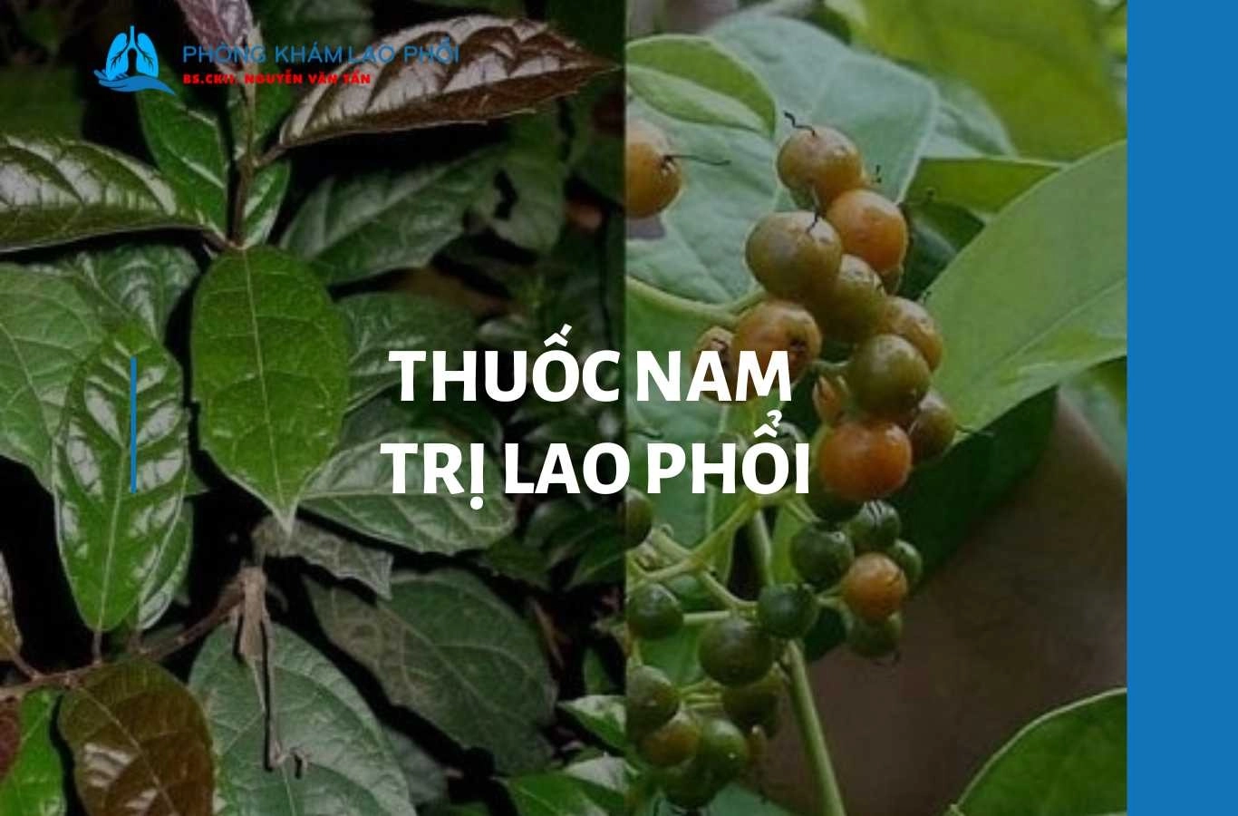 Top 5 những cây thuốc nam trị bệnh lao phổi an toàn, hiệu quả