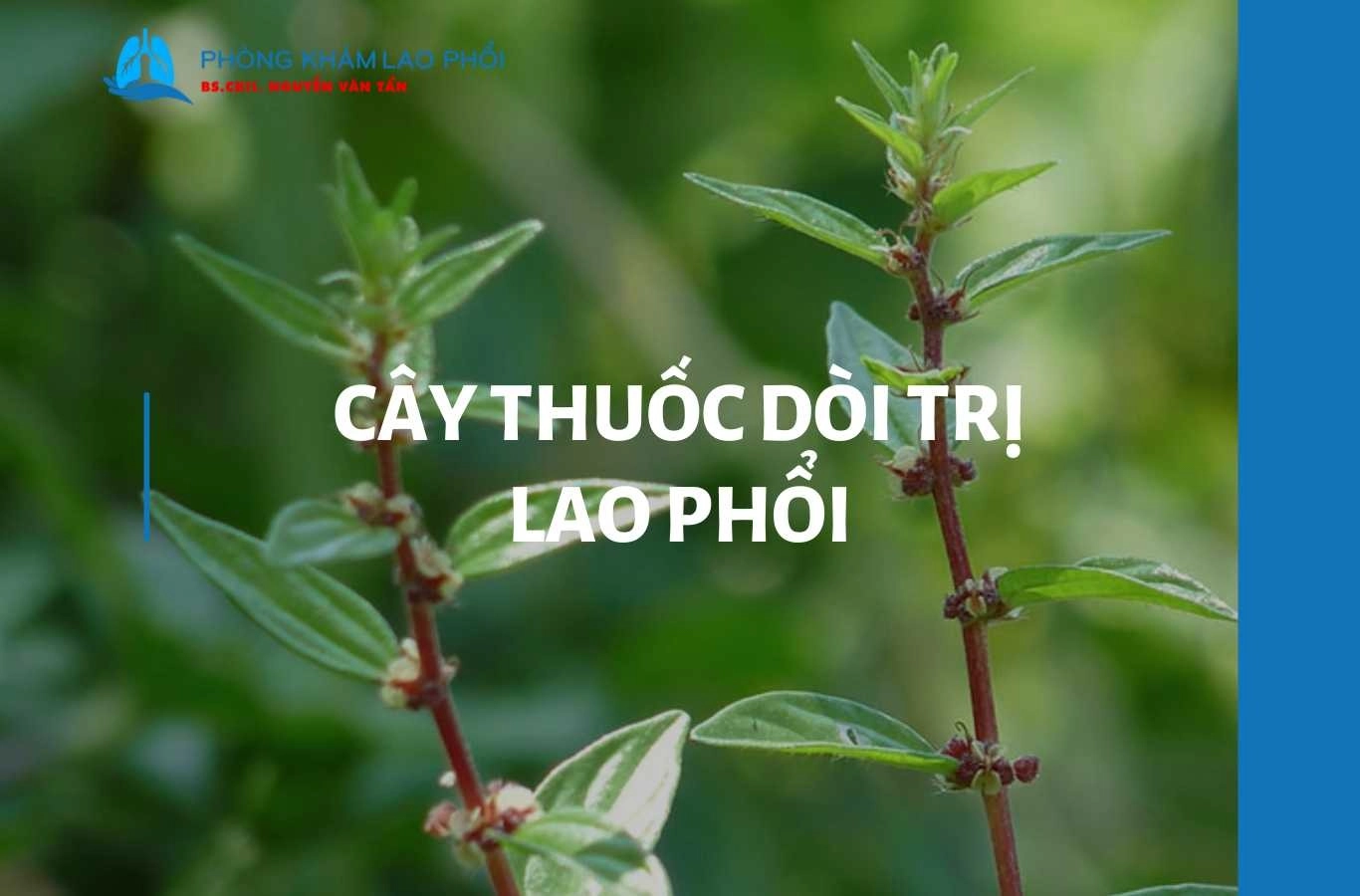 Cách dùng cây thuốc dòi trị lao phổi trong dân gian 