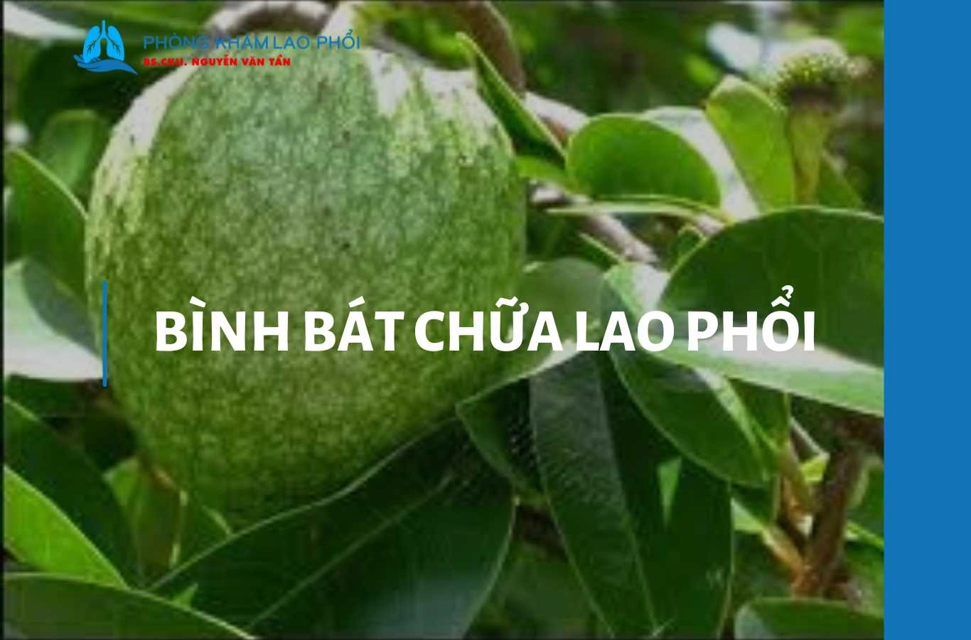 Cách chữa lao phổi bằng cây bình bát và những lưu ý quan trọng