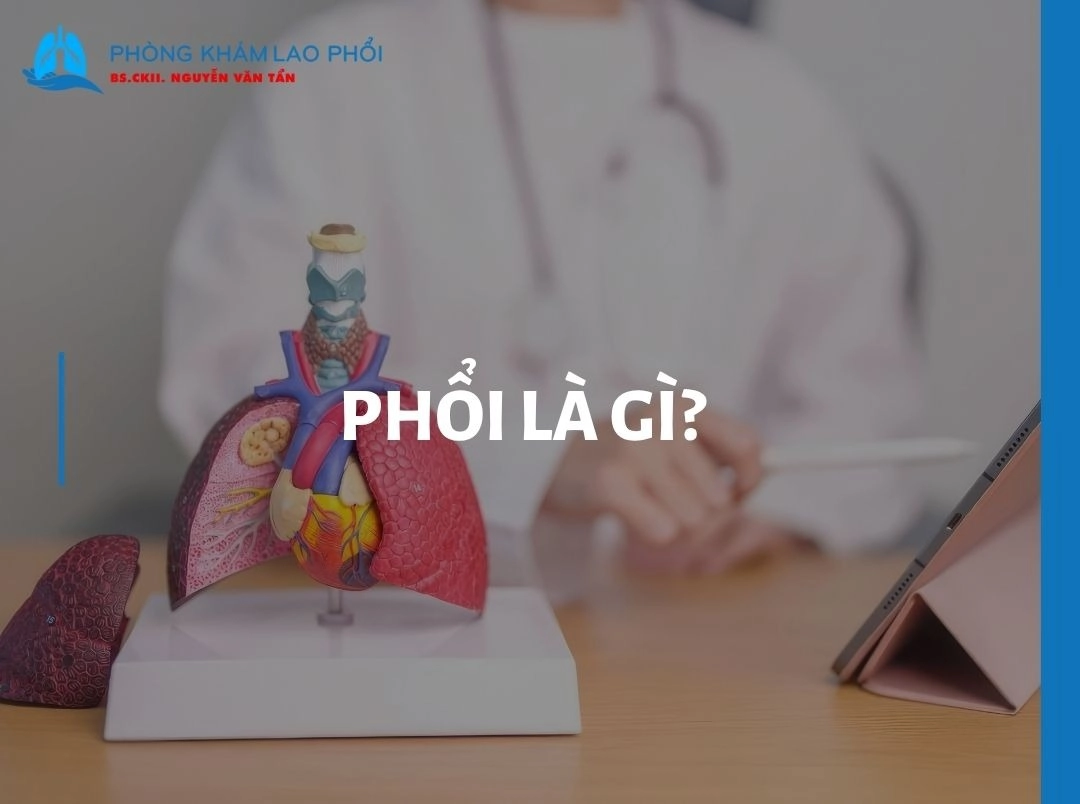 Phổi là gì? Cấu tạo, chức năng, bệnh thường gặp và cách bảo vệ