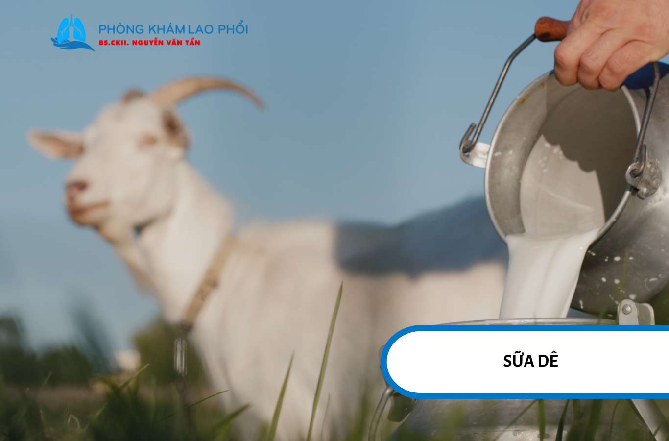 Sữa dê dễ tiêu hóa hơn sữa bò, giàu protein, vitamin và khoáng chất