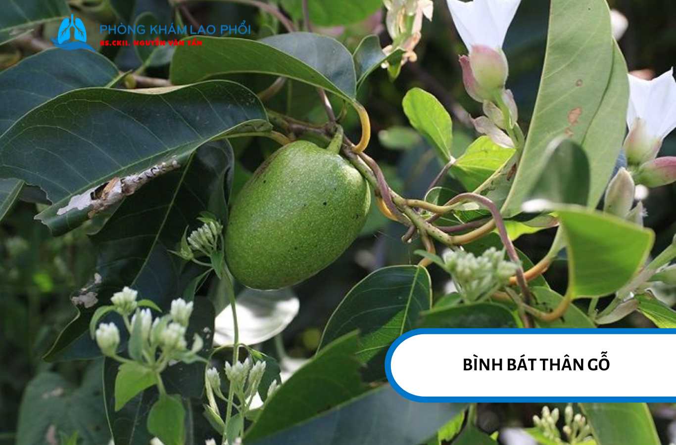 Bình bát thân gỗ