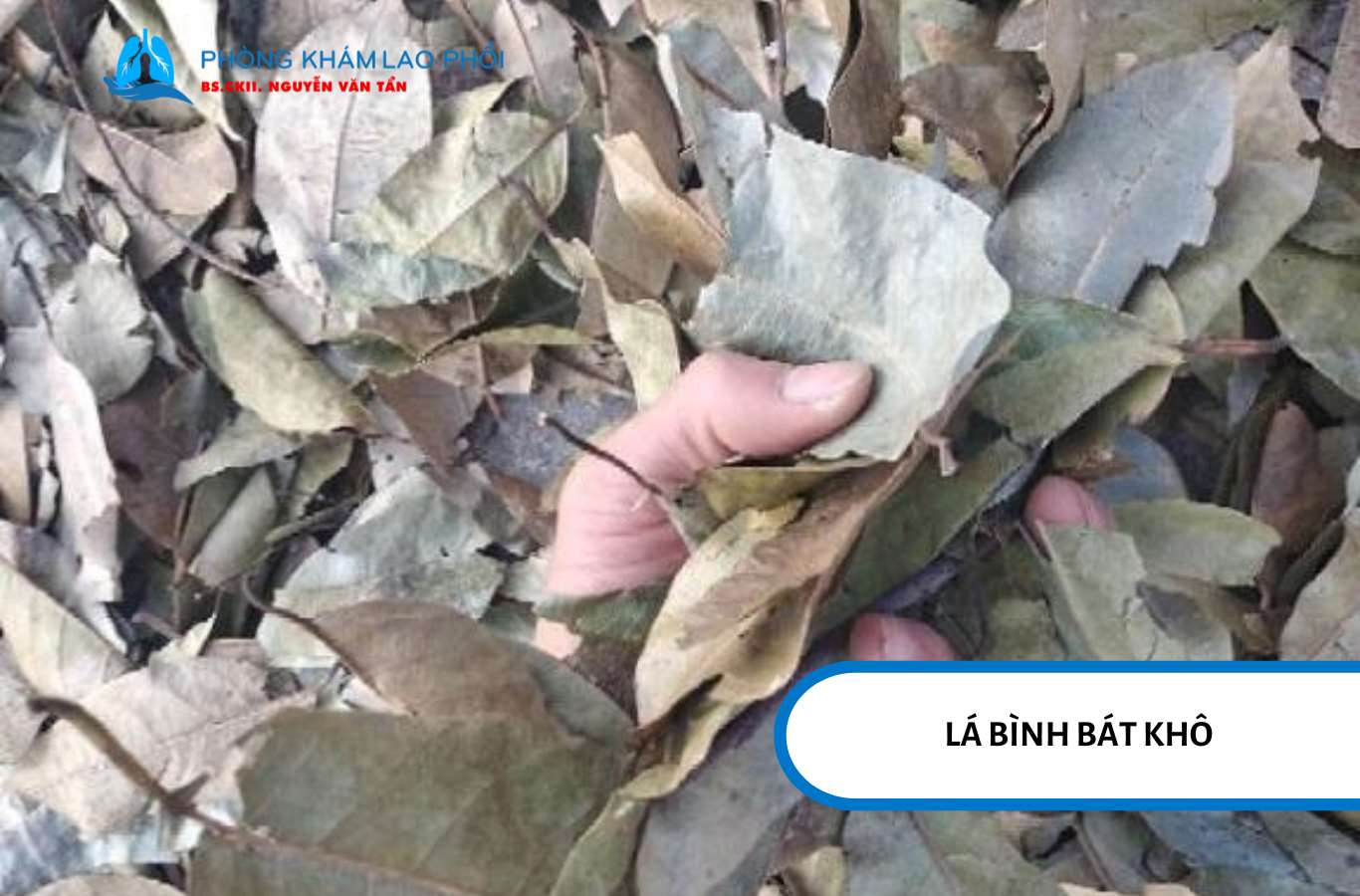 Lá bình bát khô