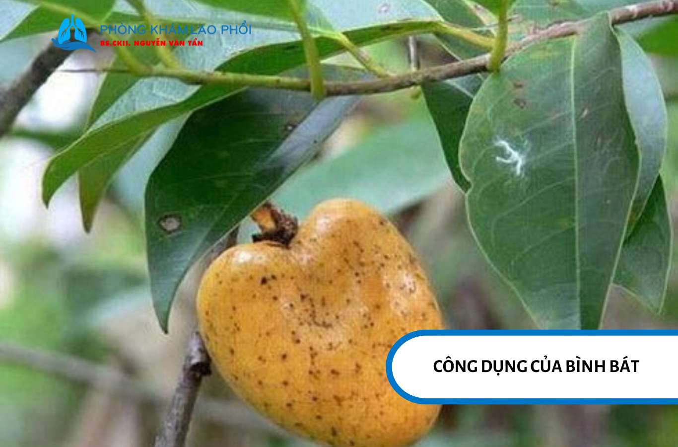 Một số nghiên cứu hiện đại cho thấy bình bát chữa lao phổi là có cơ sở nhờ vào các hoạt chất kháng khuẩn tự nhiên.