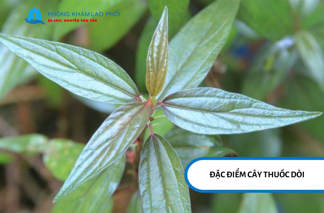 Với đặc điểm mọc hoang ở vùng đất ẩm, cây thuốc dòi trị lao phổi được dân gian sử dụng rộng rãi