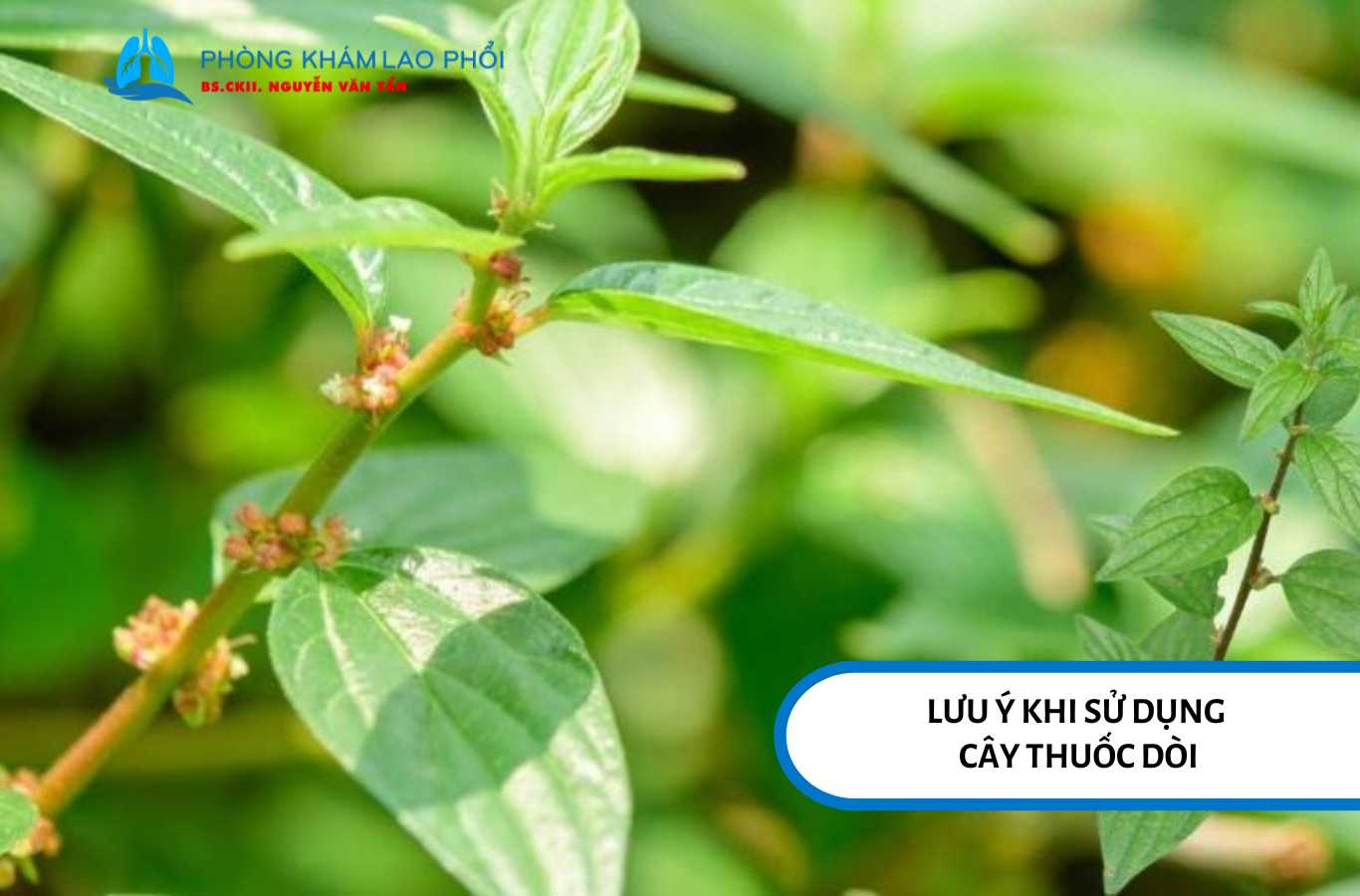 Cây thuốc dòi chỉ nên dùng hỗ trợ, không thay thế thuốc đặc trị lao phổi