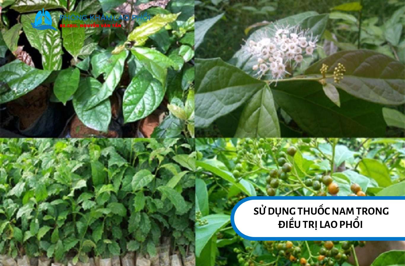Bạn có thể kết hợp thuốc nam trị  lao phổi cùng với phác đồ chuẩn y học hiện đại