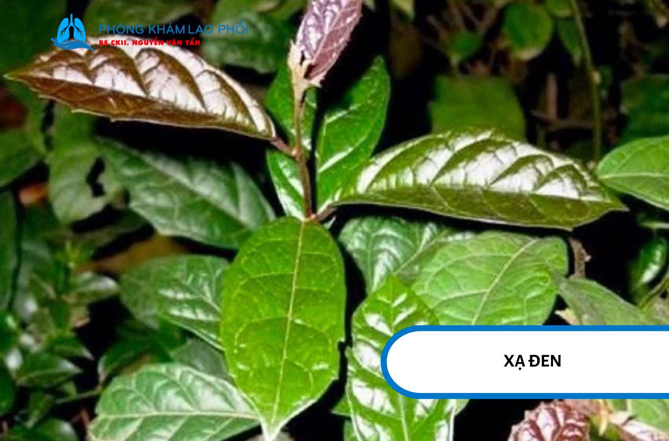 Xạ đen