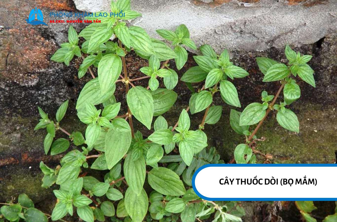 Cây thuốc dòi (Bọ mắm)
