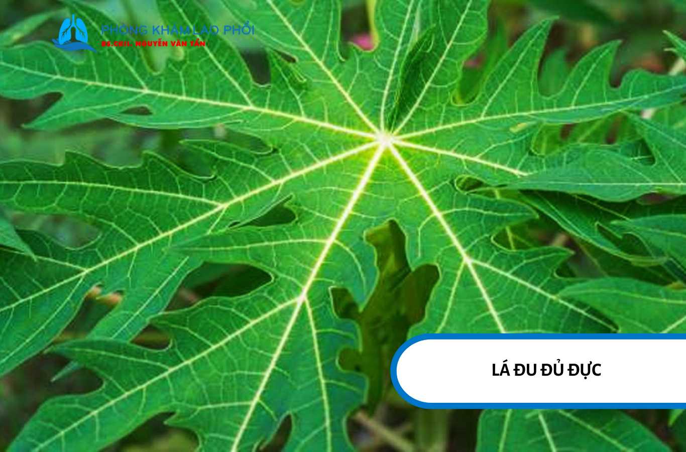 Lá cây đu đủ đực