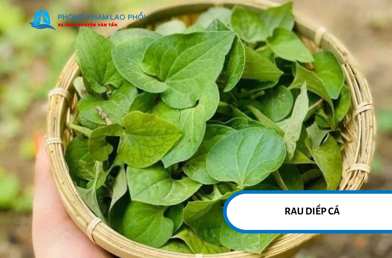 Rau diếp cá