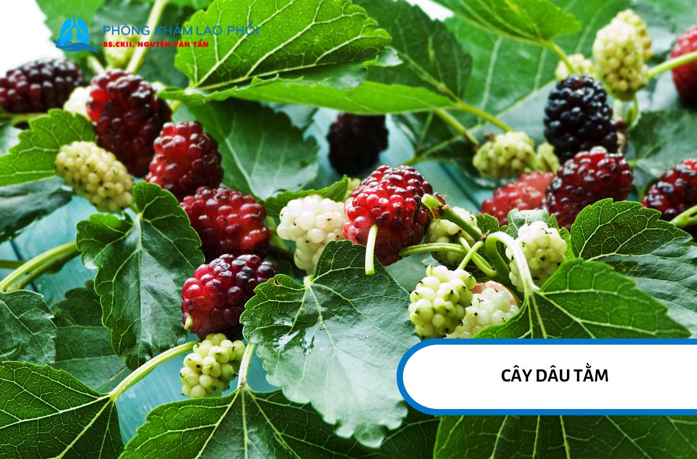 Cây dâu tằm 