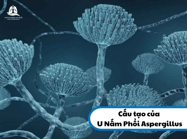 Cận cảnh các sợi nấm Aspergillus