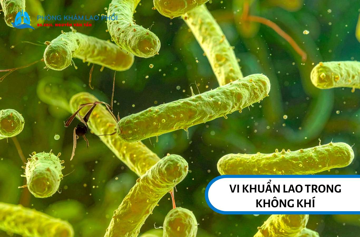 Trong môi trường không khí ẩm và thiếu ánh sáng